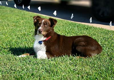 Extreme Dog Fence kit de empalmes para conexiones seguras.