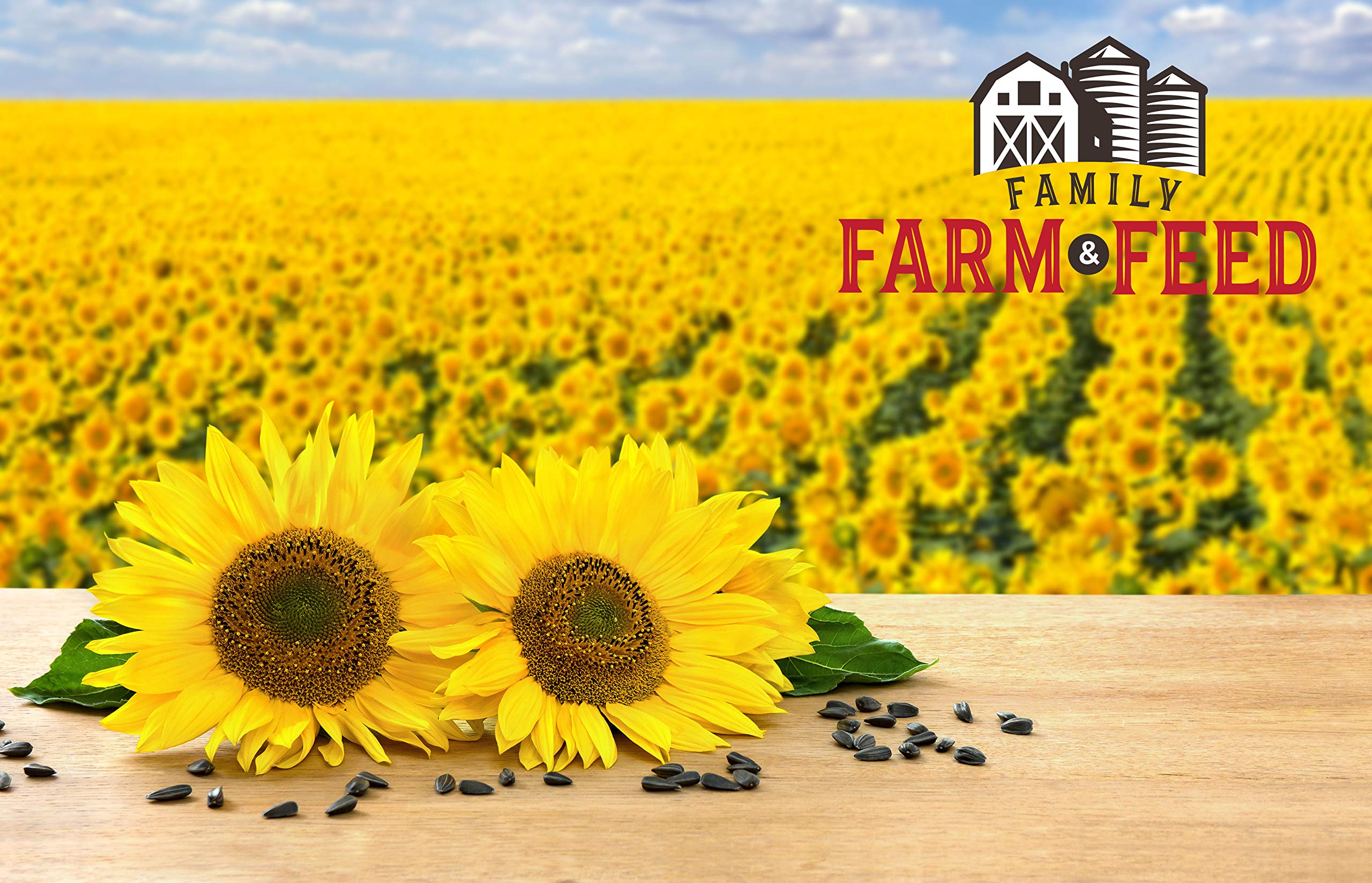 FAMILY FARM AND FEED: semilla-girasol-negro-aves-del-jardin, fomenta consumo regular.