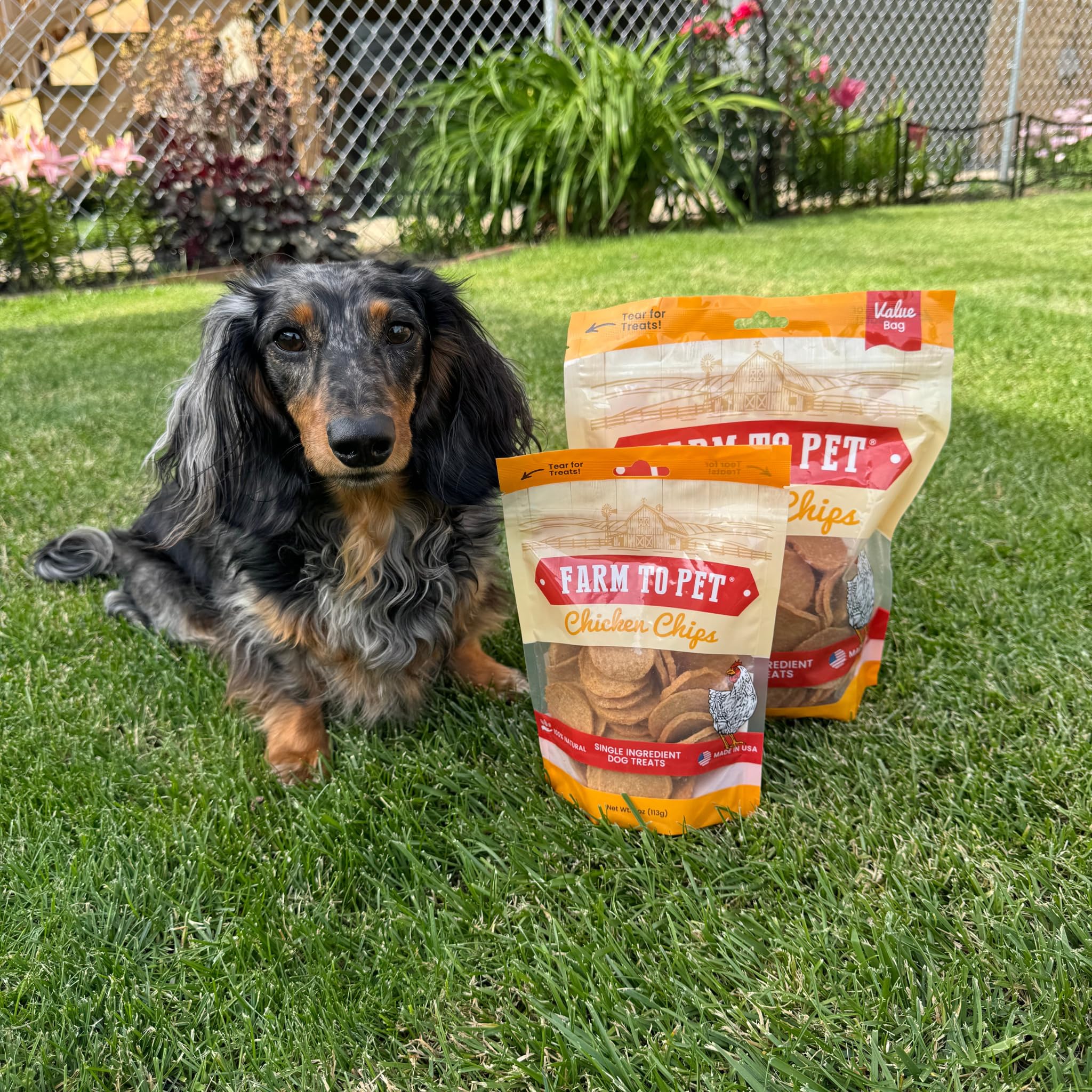 Chips para todas las tallas de perros, compatible con todas las razas