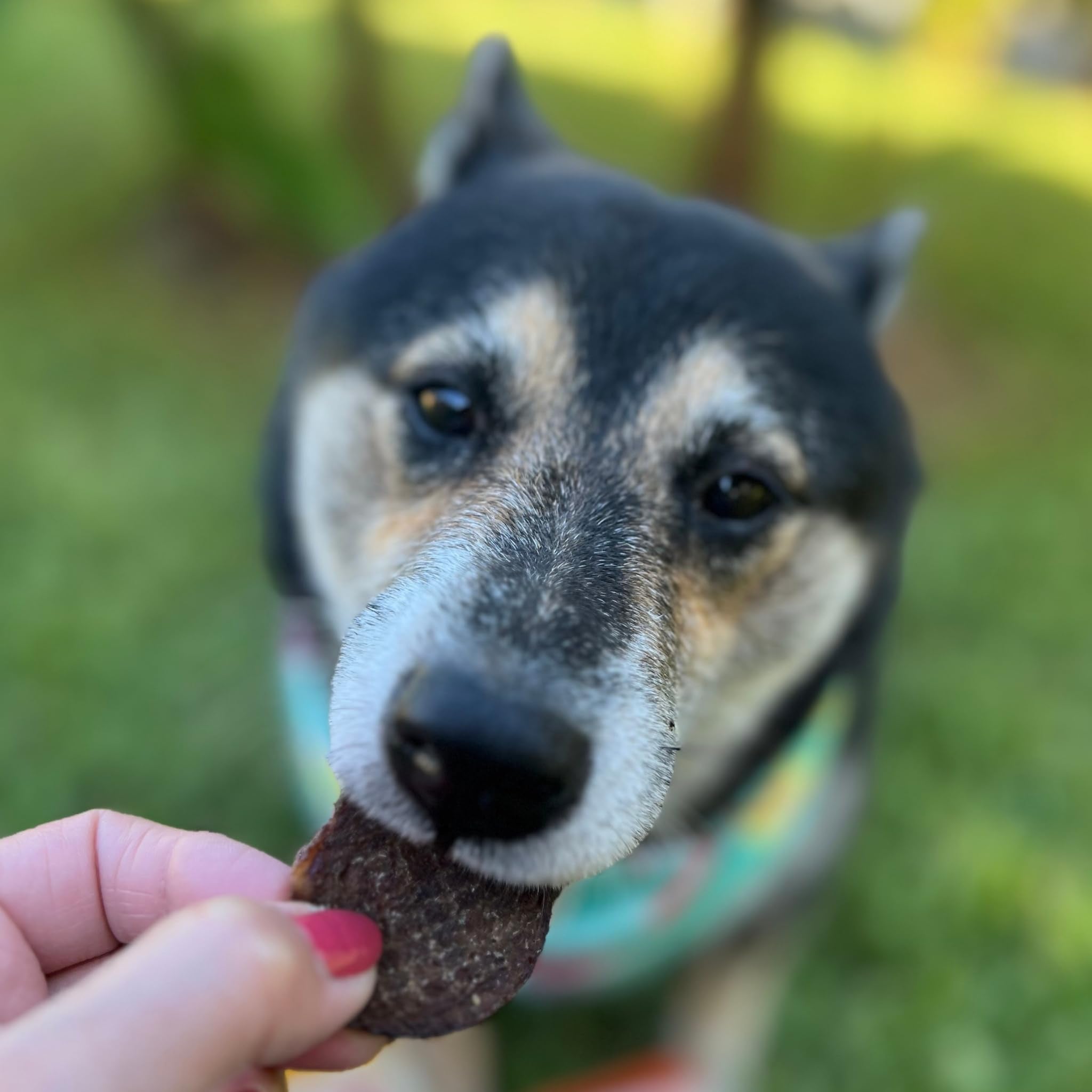 Farm To Pet snack ternera apto para perros de todos los tamaños.