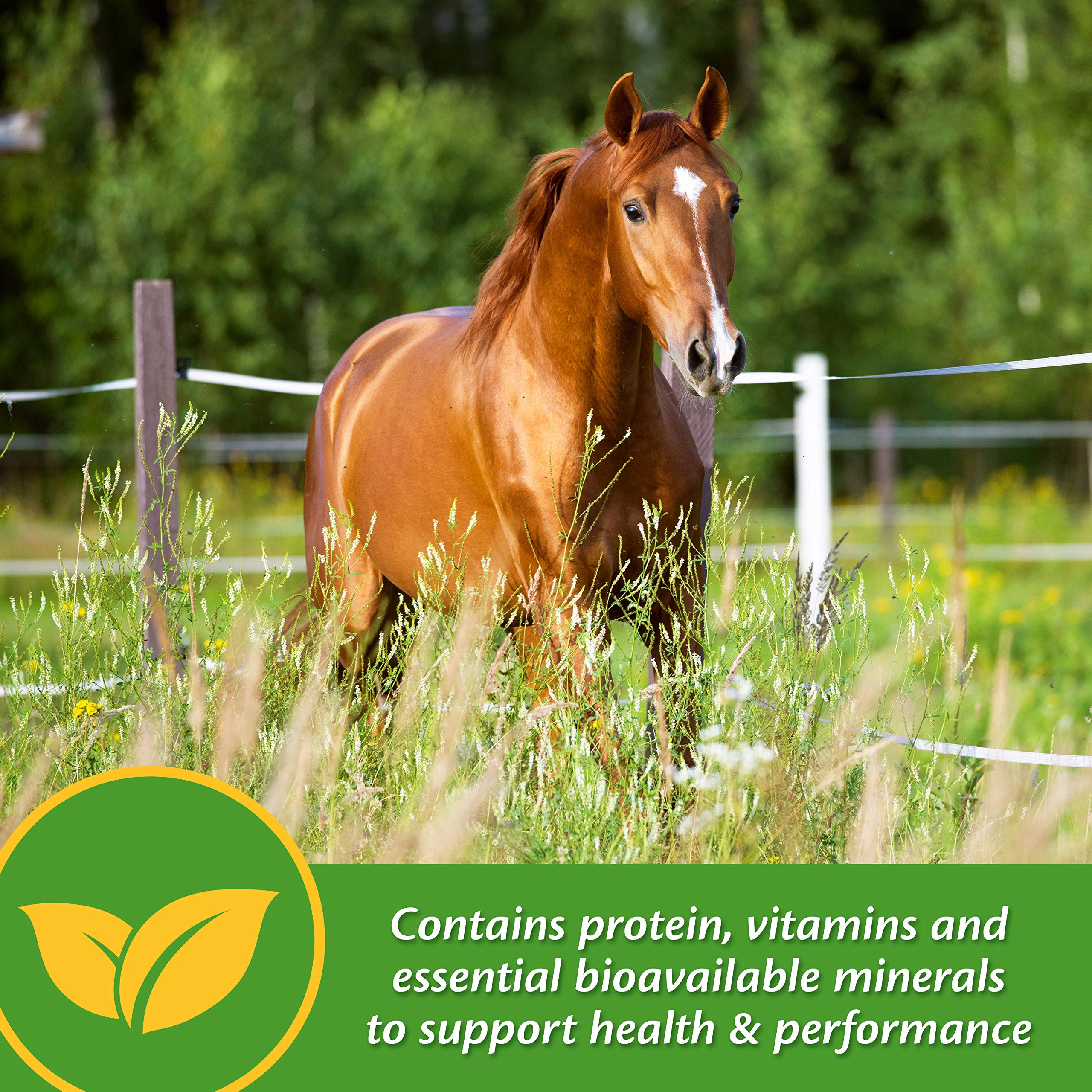 Caballo en entrenamiento con Farnam Vita Plus para apoyo nutricional diario.