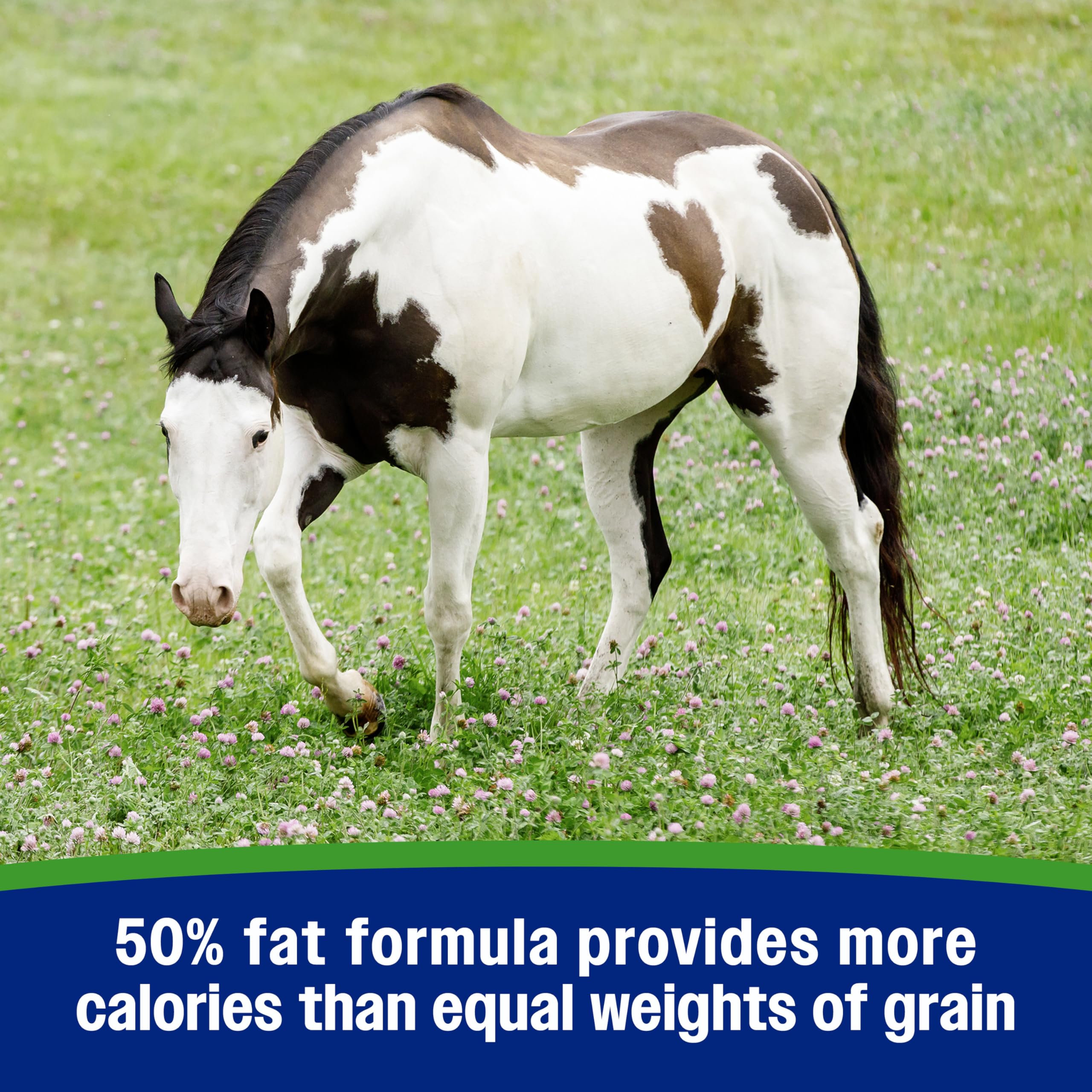 Farnam Weight Builder: caballo con manto brillante gracias al suplemento.