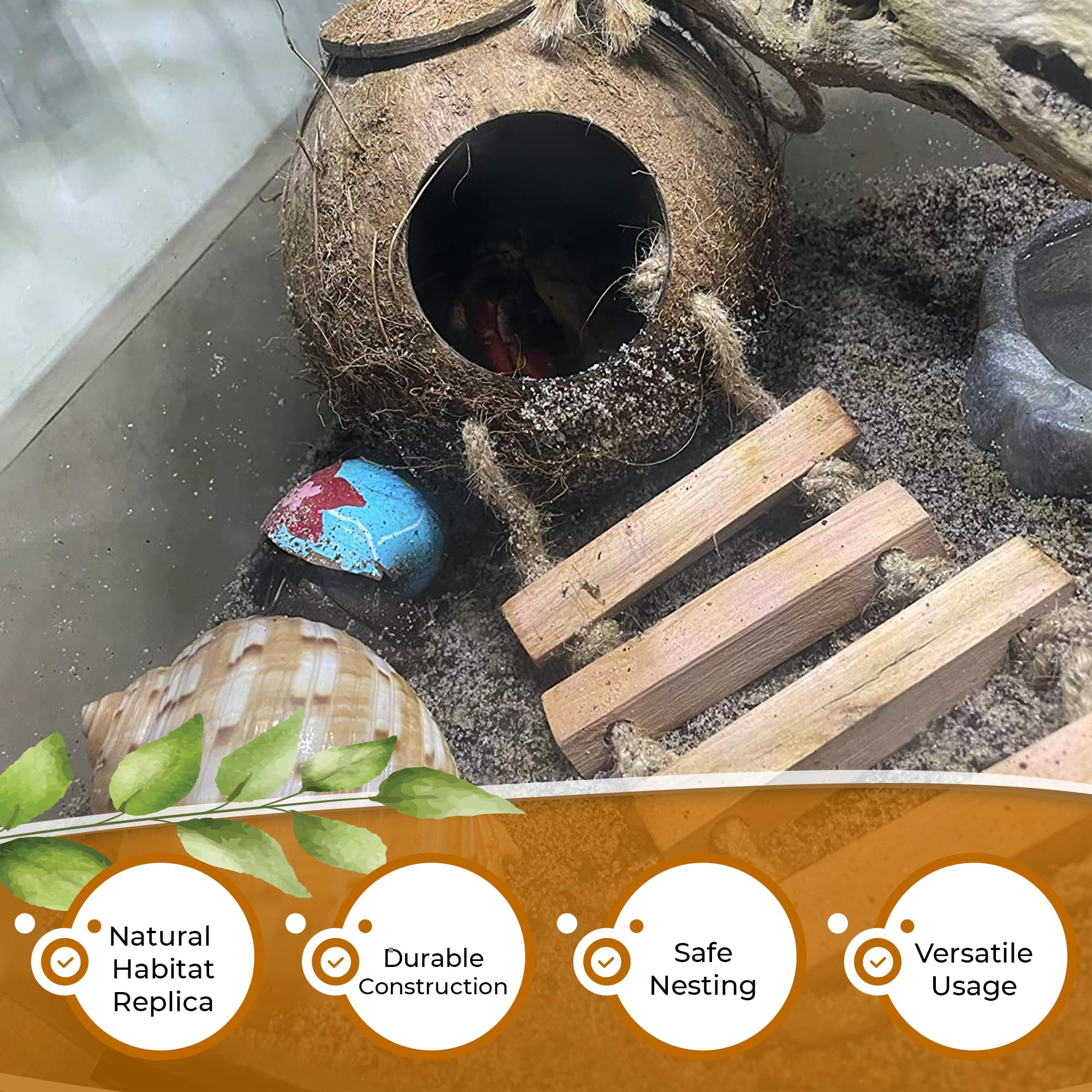 Favozio gecko-cueva coco-cuerda: escalada suave que promueve movilidad.