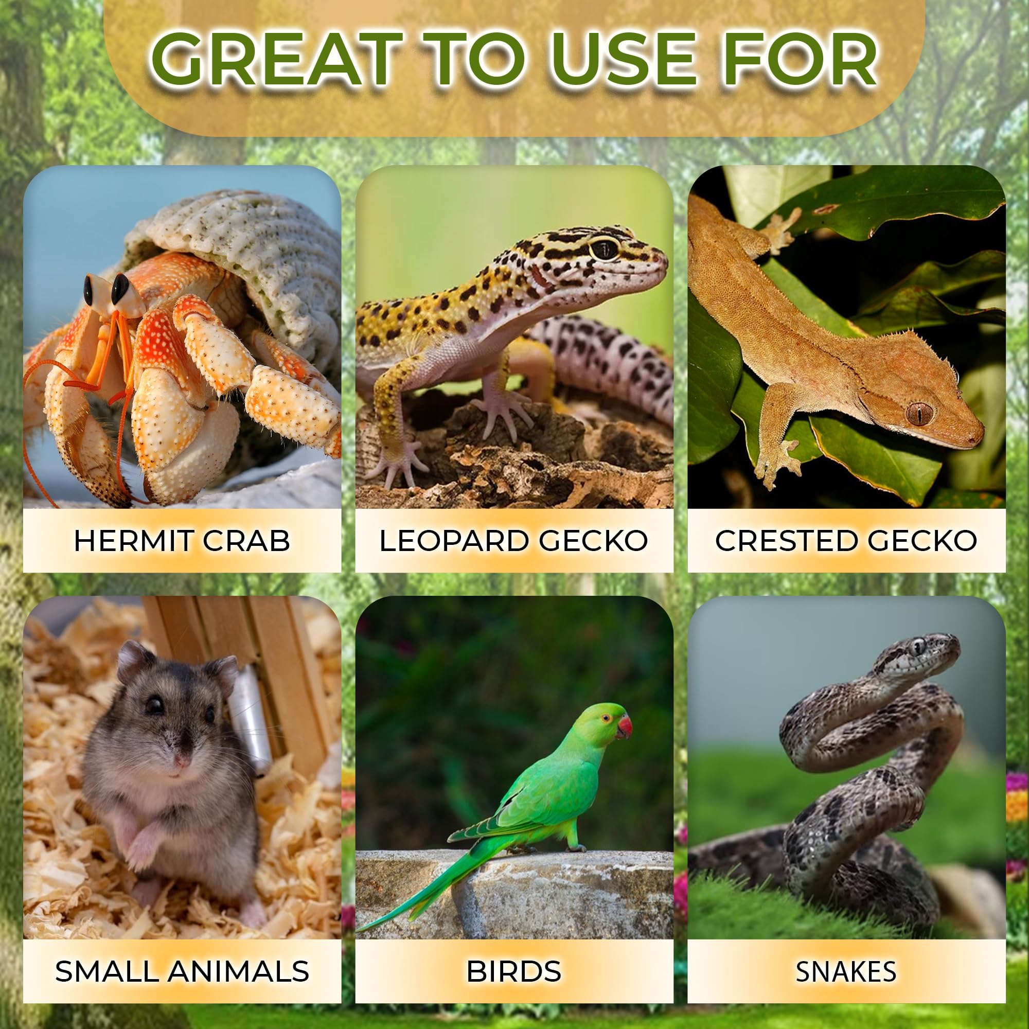 Favozio gecko-cueva coco-juveniles: tamaño apto para geckos jóvenes.