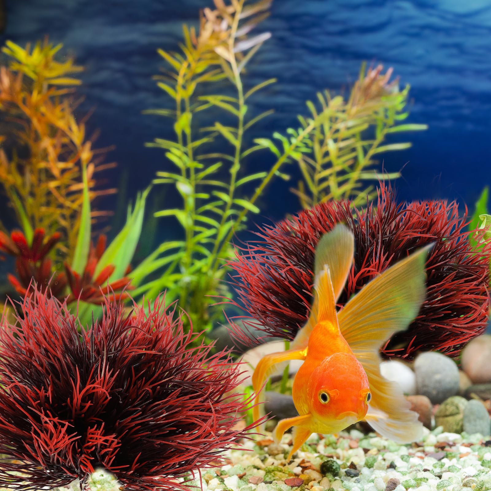 FdcLixuvol detalle color negro-rojo de la planta para acuario