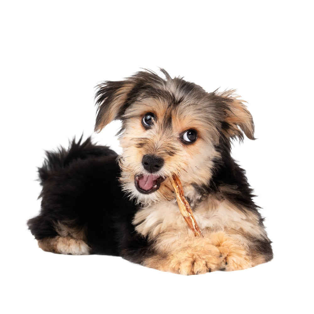 Fieldcrest Farms Nothin' to Hide Twist Stix para perros pequeños, masticación moderada