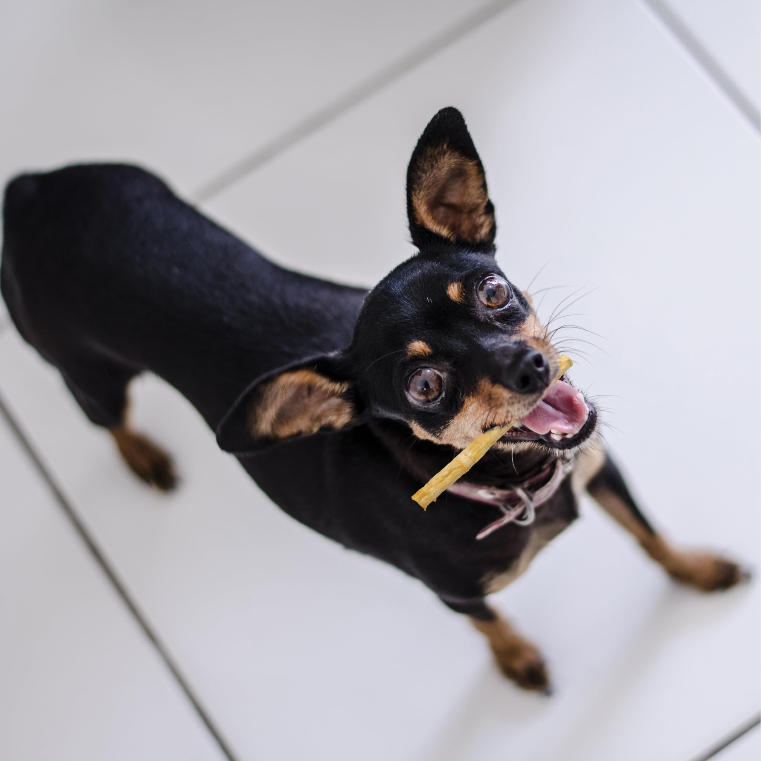 Fieldcrest Farms Nothin' to Hide Twist Stix para perros con estómagos sensibles.