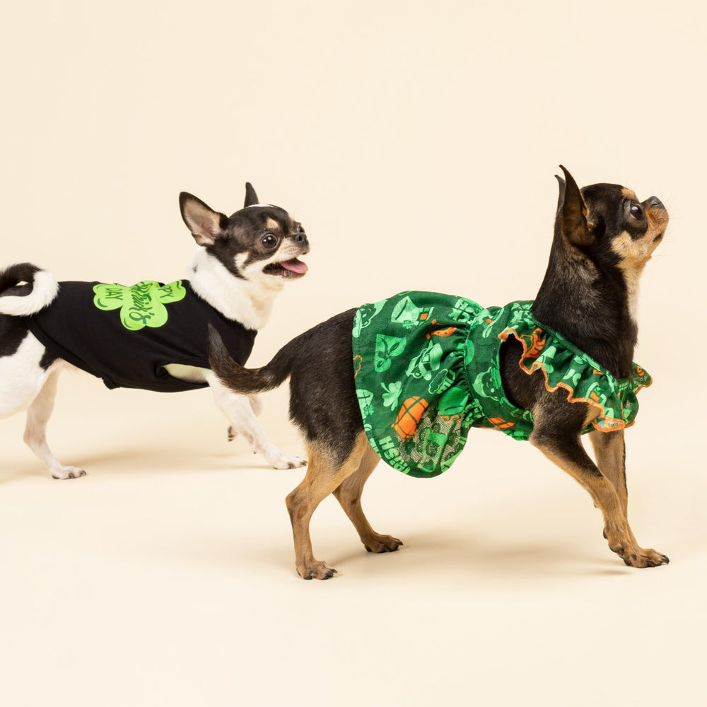 Camiseta Fitwarm para fotos festivas y celebraciones con perro.