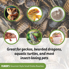 Textura natural de insectos Dubia en lata de Fluker's para alimentación diaria.