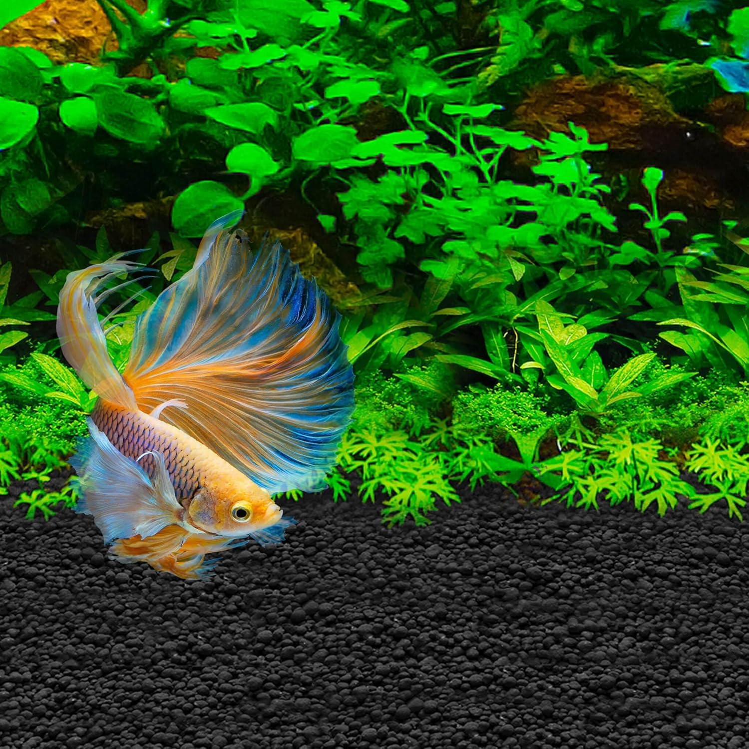 Equilibrio biológico promovido por Fluval Betta Stratum en acuario.