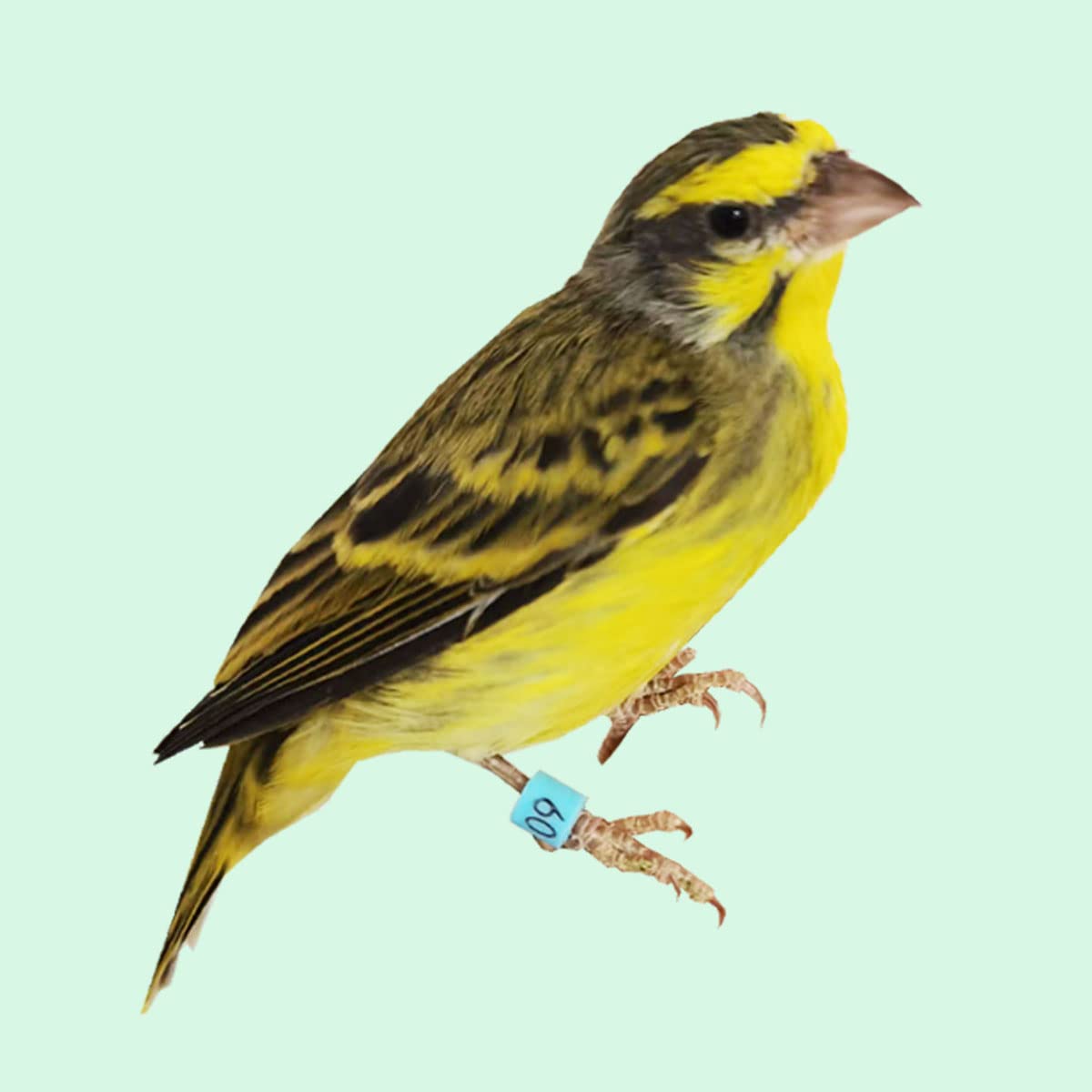 Foiburely diseño suave de silicona protege a las aves durante el anillado