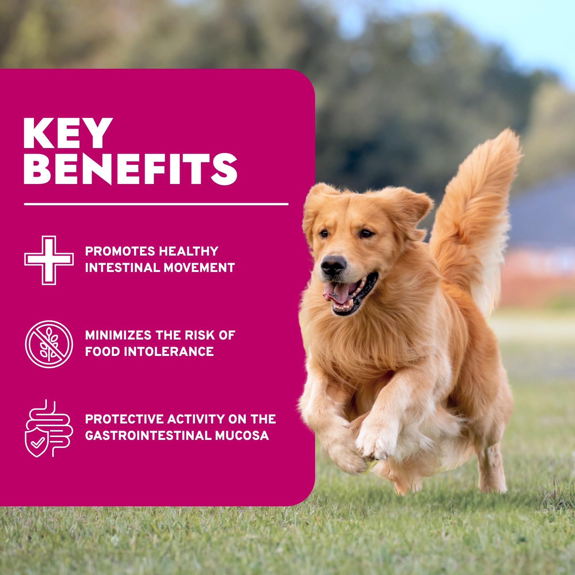Forza10 digestivo fácil, fórmula suave para el sistema digestivo canino