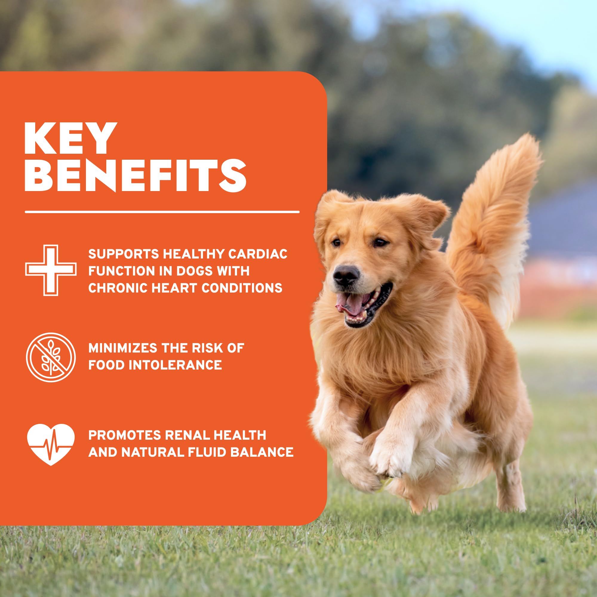 Forza10 proteína hidrolizada para perros con sensibilidades, textura suave.