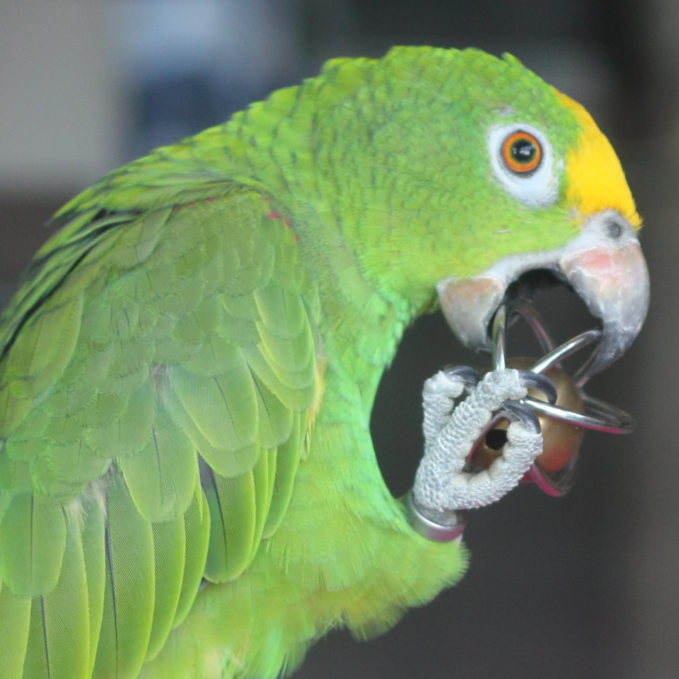 Fosrion juguete para enriquecimiento de aves grandes