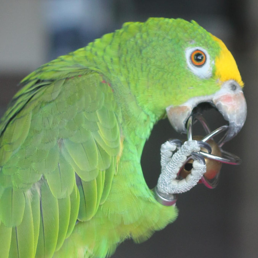 Fosrion juguete para enriquecimiento de aves grandes