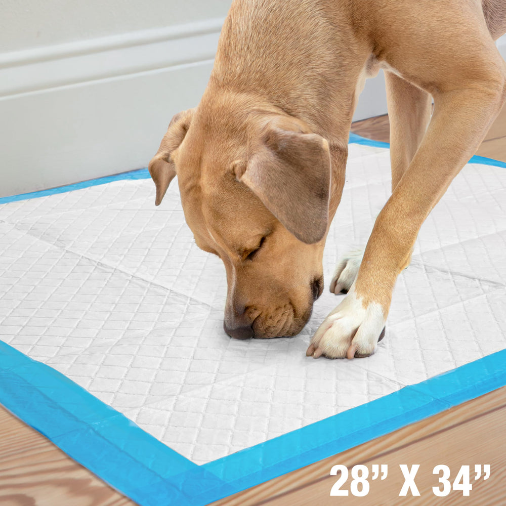 Four Paws Wee-Wee zona de entrenamiento seca y lista