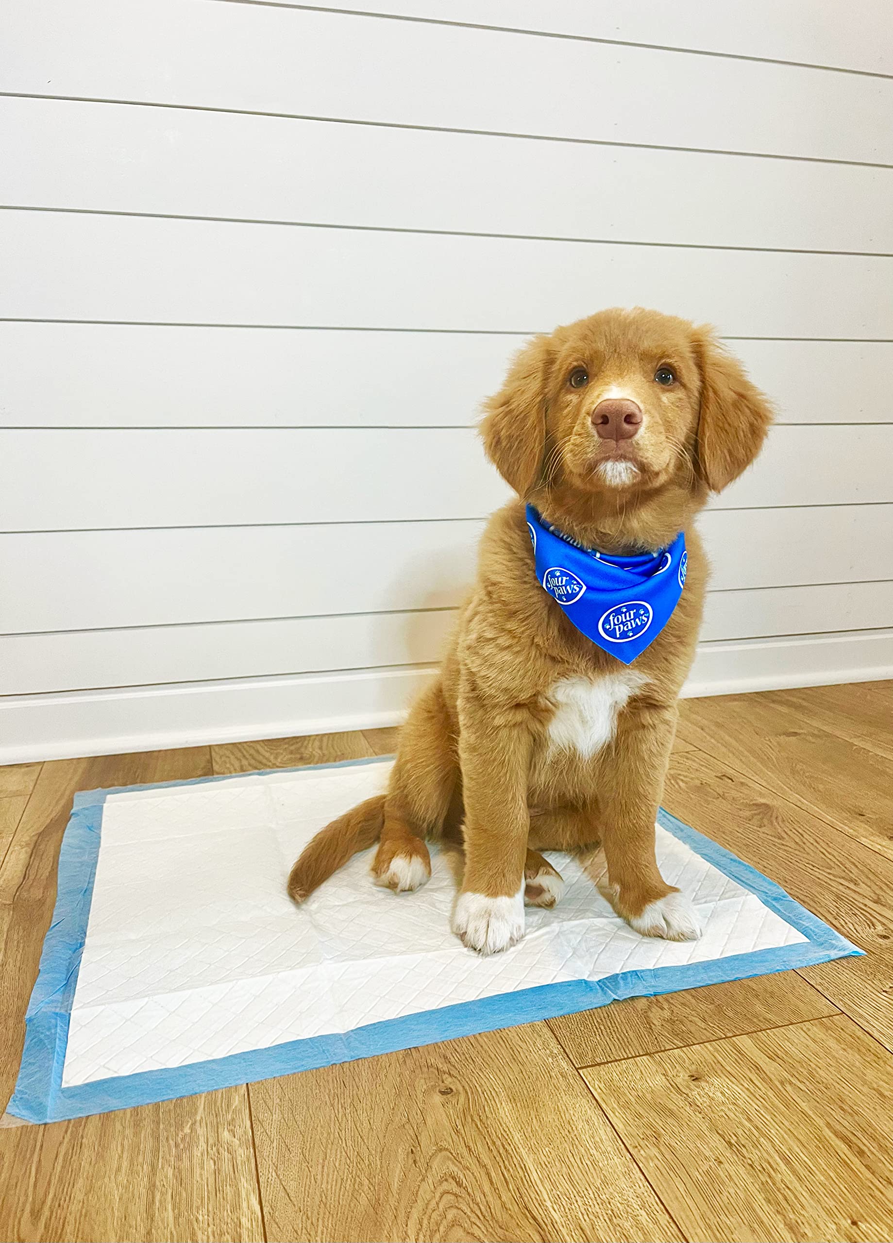 Four Paws Wee-Wee Frescura Febreze para olor agradable en casa