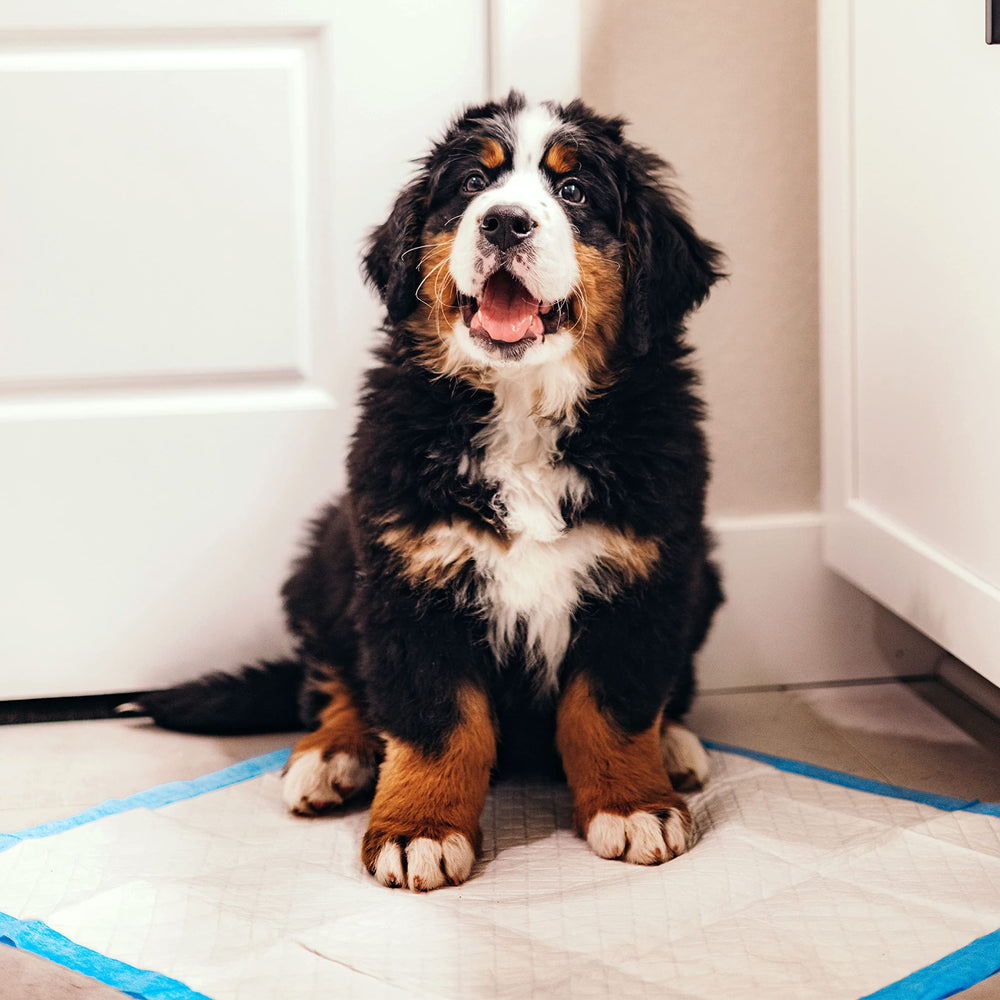Four Paws Wee-Wee pad 100 unidades para entrenar sin interrupciones.