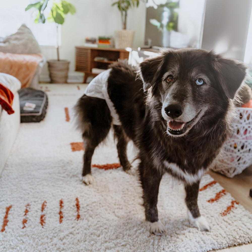 Four Paws Wee-Wee: costuras dobles y diseño resistente para evitar fugas.