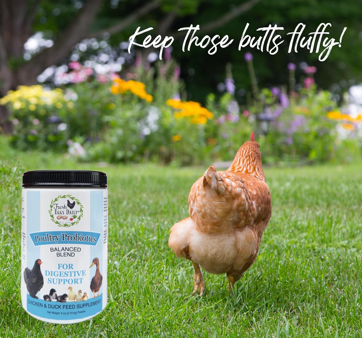 Fresh Eggs Daily Probiotics reduce olor en el gallinero, apoyo para la higiene del aviario.