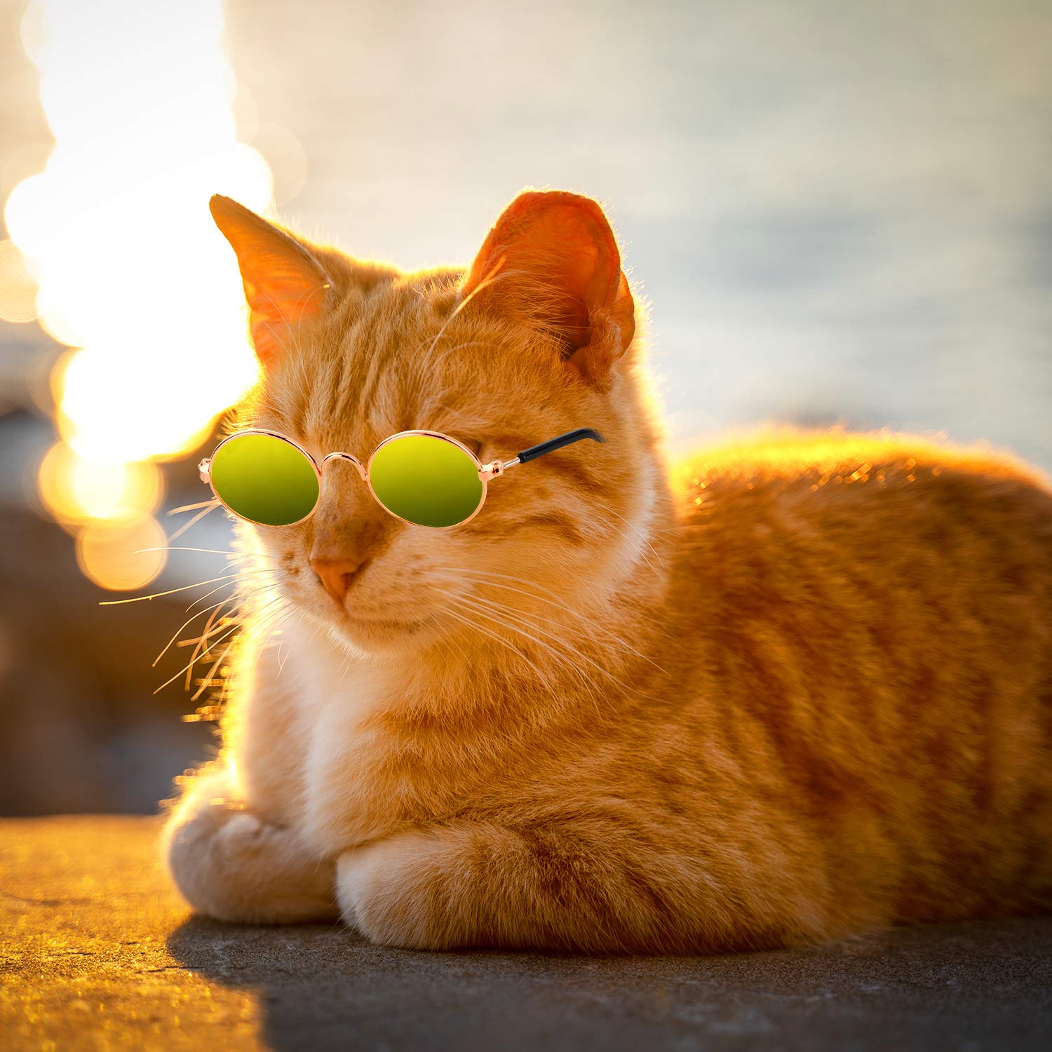 Frienda gafas para mascotas, ideal para sesiones fotográficas y presentaciones.