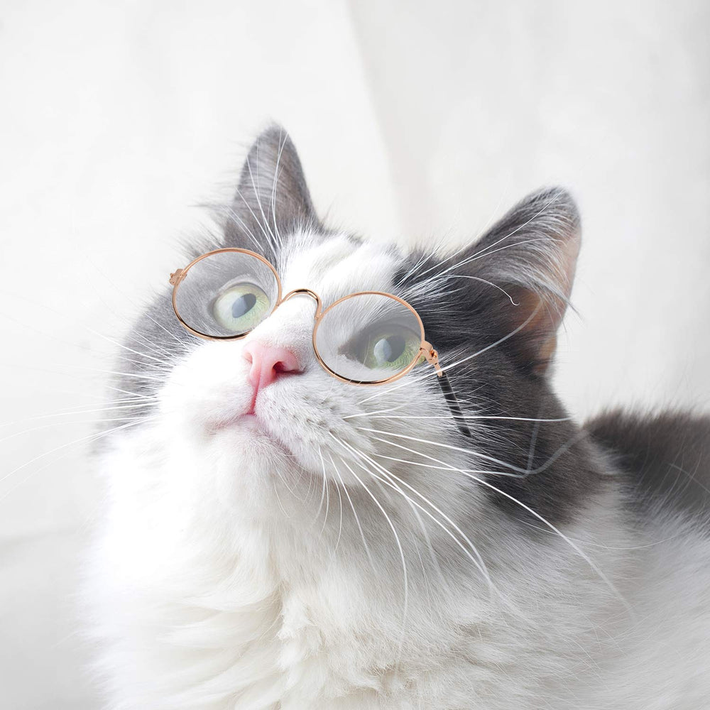 Frienda gafas para mascotas, accesorio ligero para juegos y paseos.