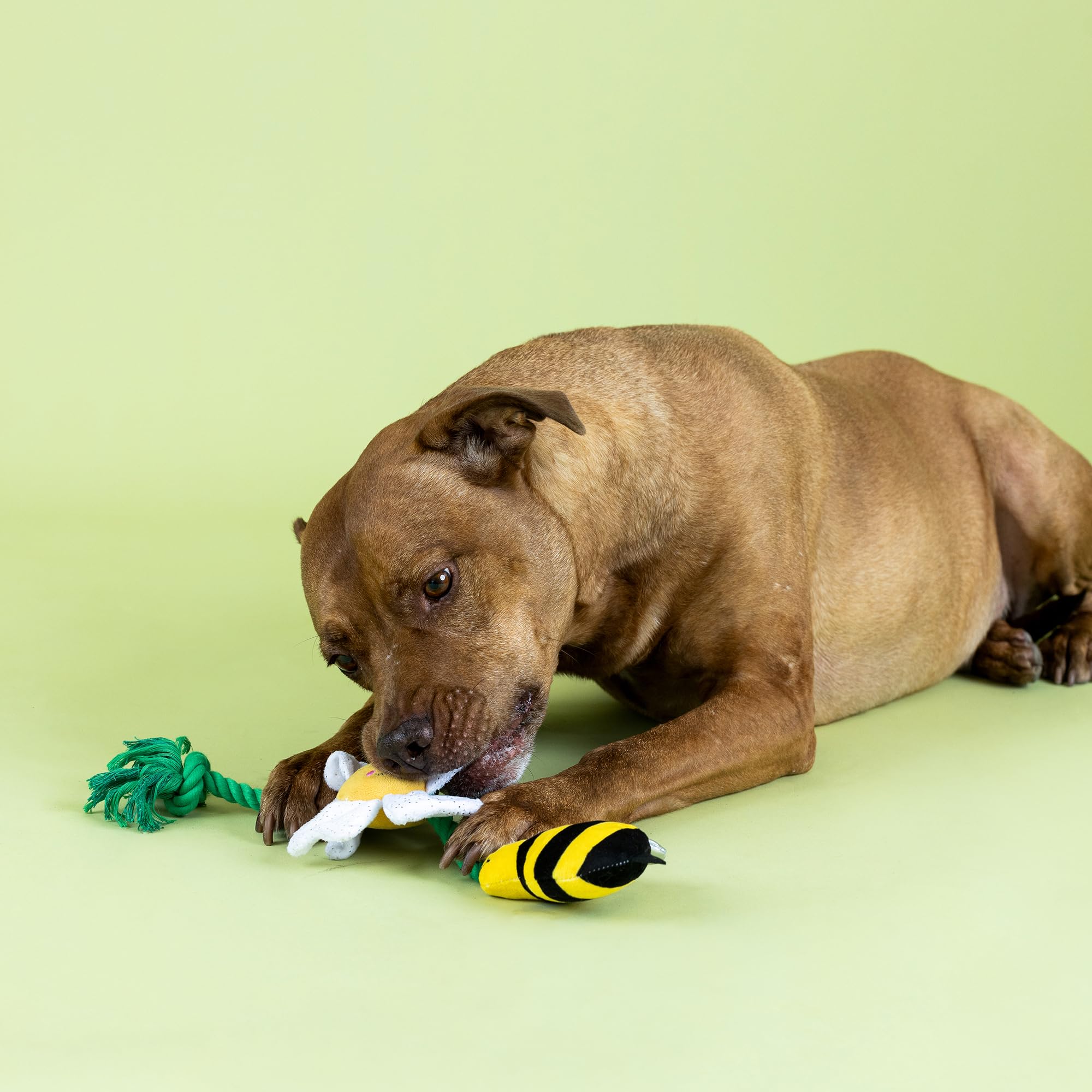 Fringe Studio Pollen para perros: ideal para buscar y jugar