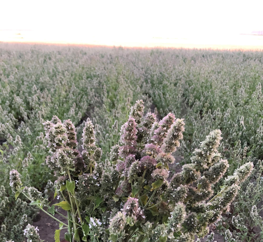 Catnip From The Field, envase hermético reutilizable para conservar potencia