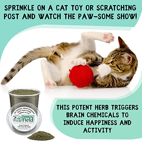 From The Field Catnip hojas y flores destacadas para juego activo