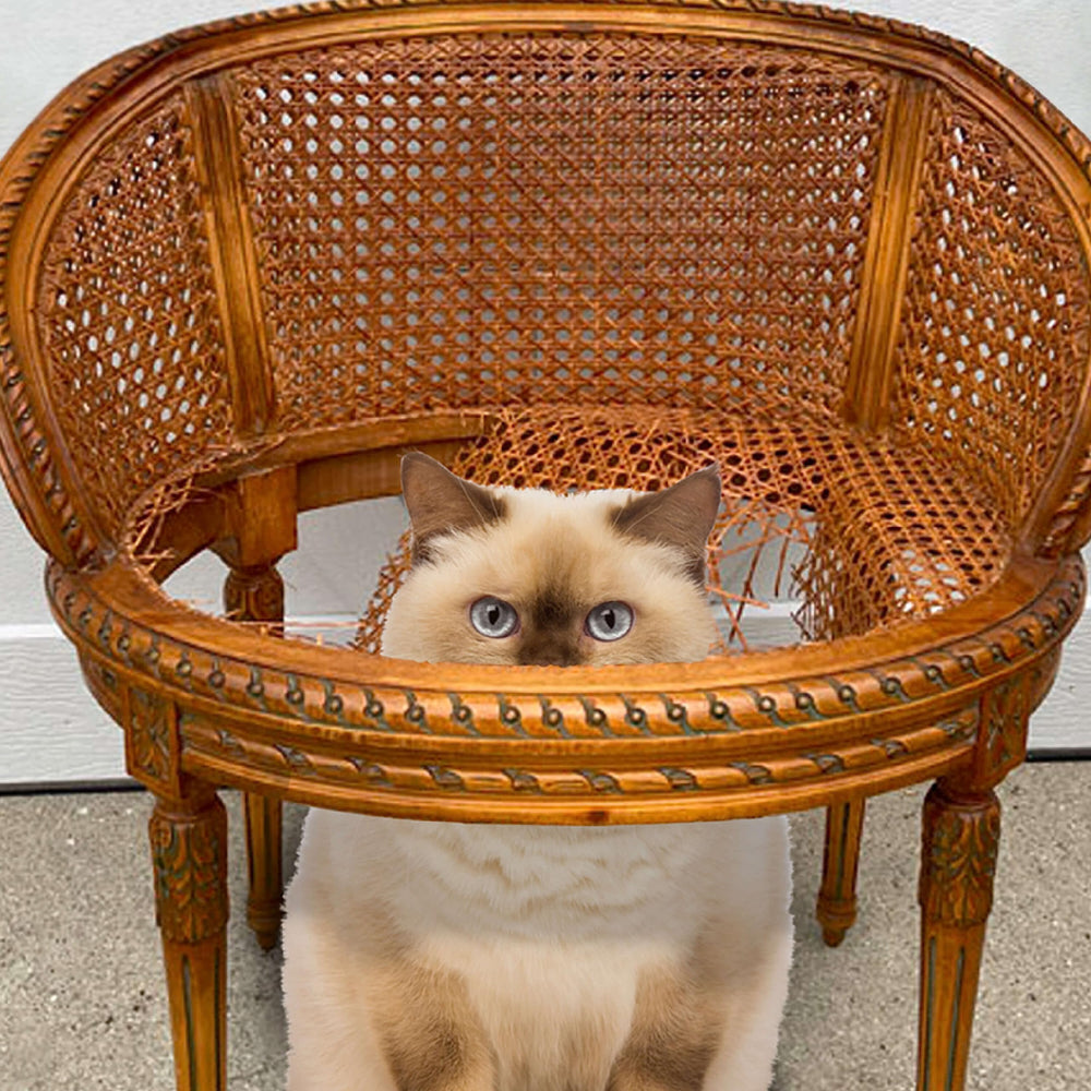 Gato adulto disfruta croquetas Fromm Peso Saludable Oro en su plato
