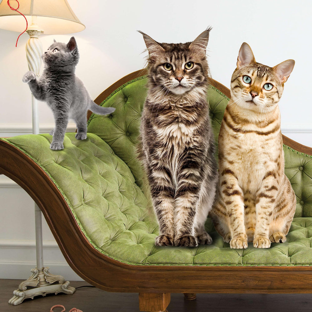 Paladar gatuno contento con Fromm Peso Saludable Oro