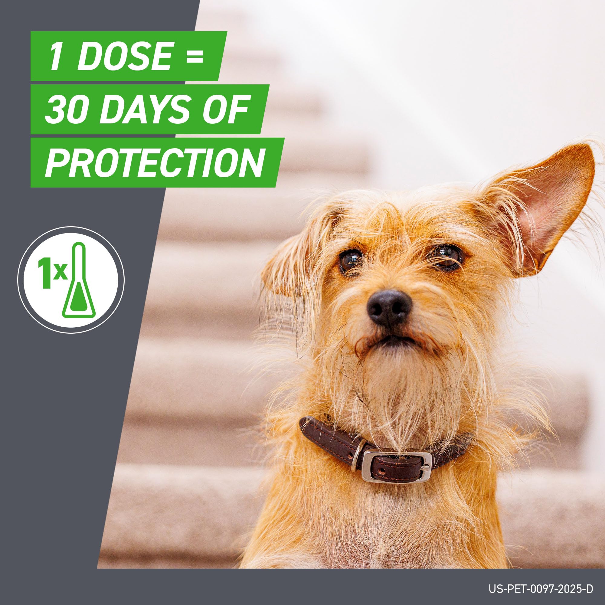 Frontline Plus para perros extragrandes: dosis mensual en un solo punto.
