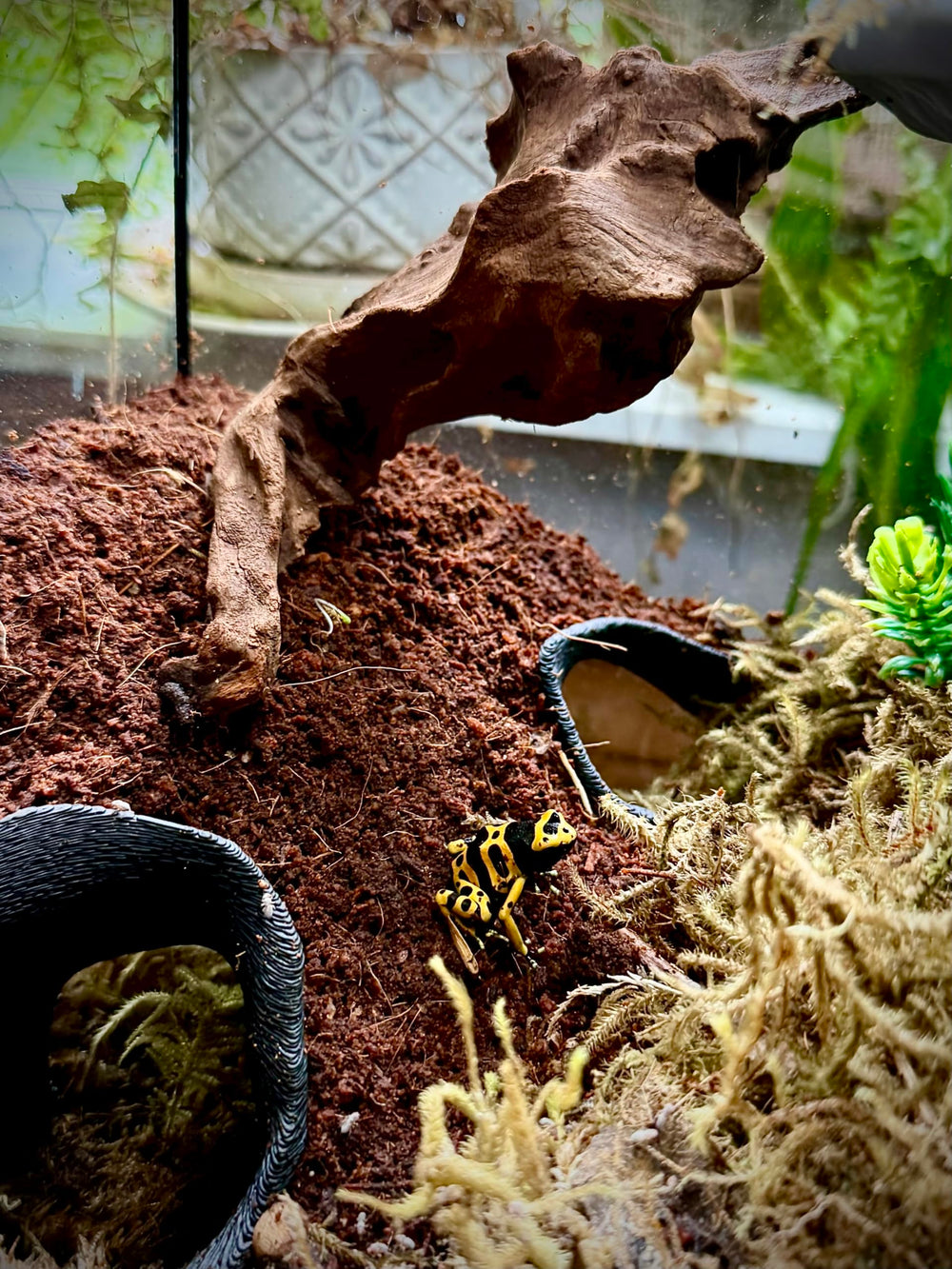 FROSTO acabado texturizado de raíz manglar para terrario o acuario.