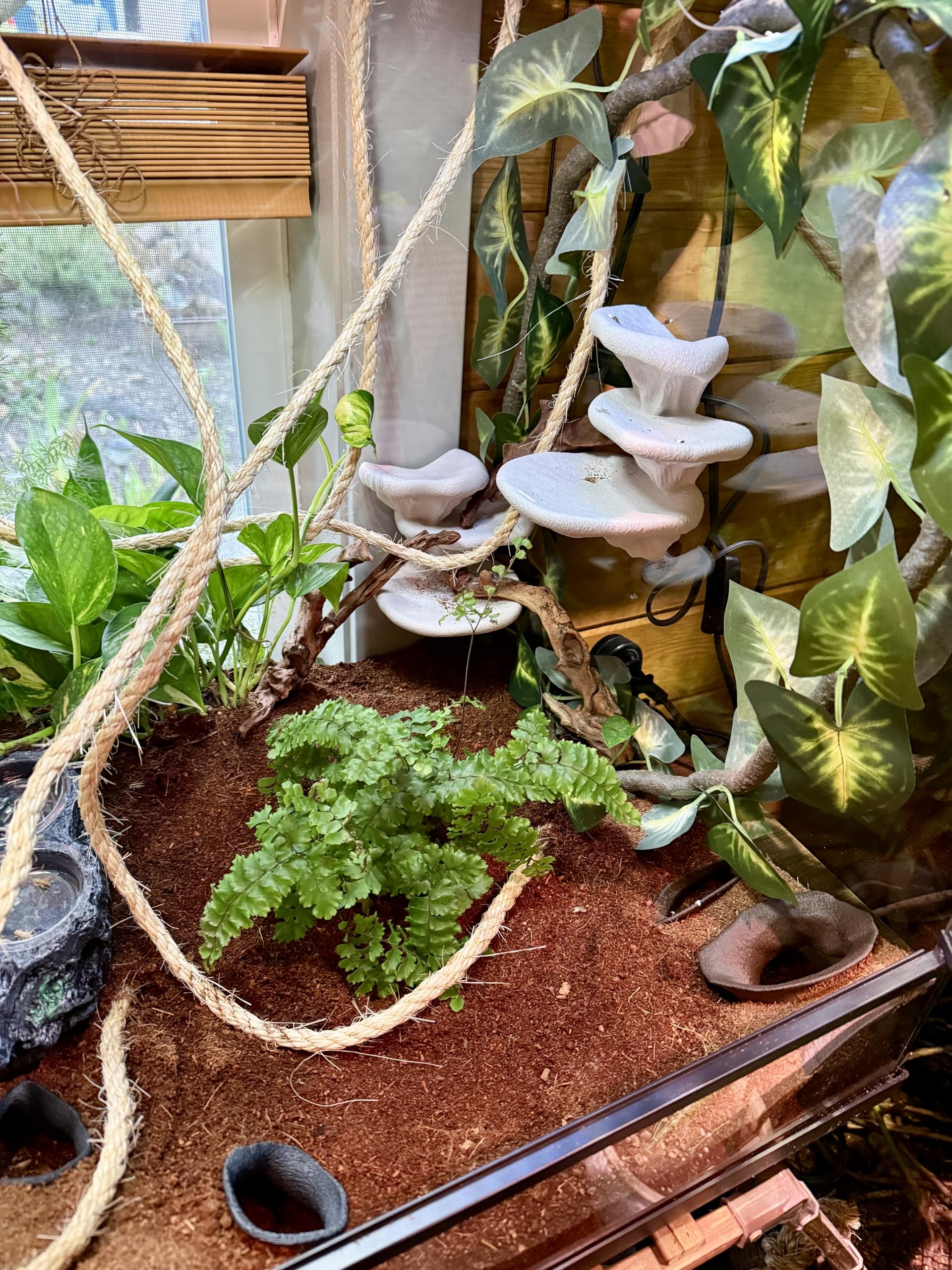 FROSTO dimensiones amplias terrario: soporte cómodo para geckos y ranas.