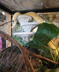 FROSTO estructura grande terrario: superficie amplia para reptiles adultos.