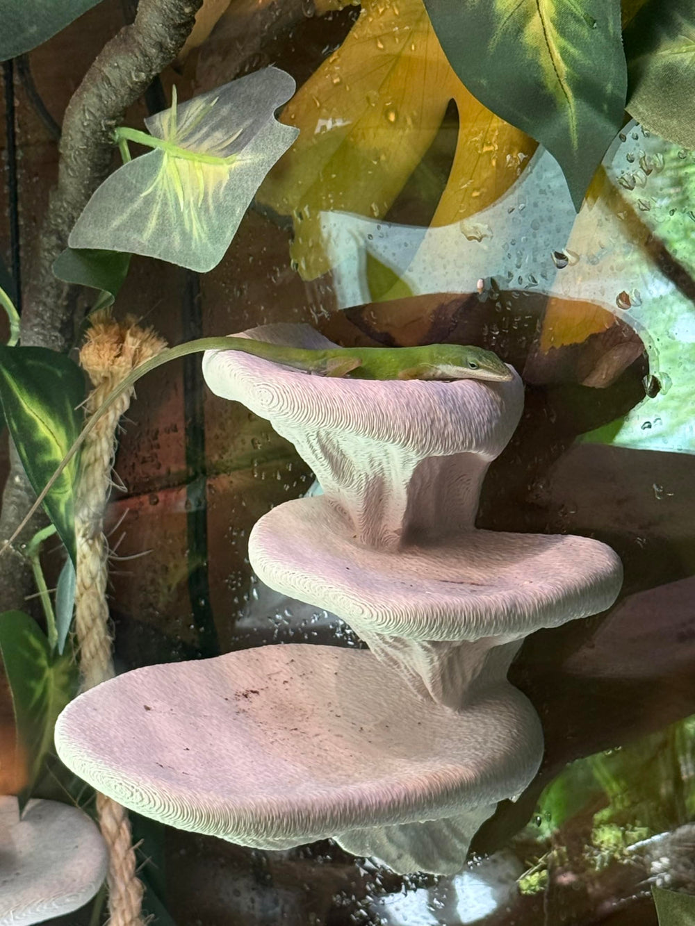 FROSTO uso multiespecie terrario: adecuado para reptiles, anfibios e invertebrados.