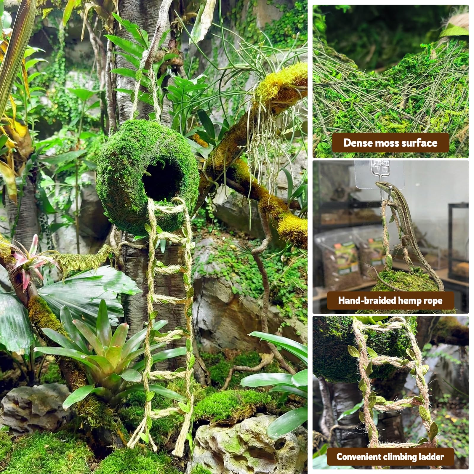 Funtinshdy decoración bioactivo transforma terrario en vegetación tropical.