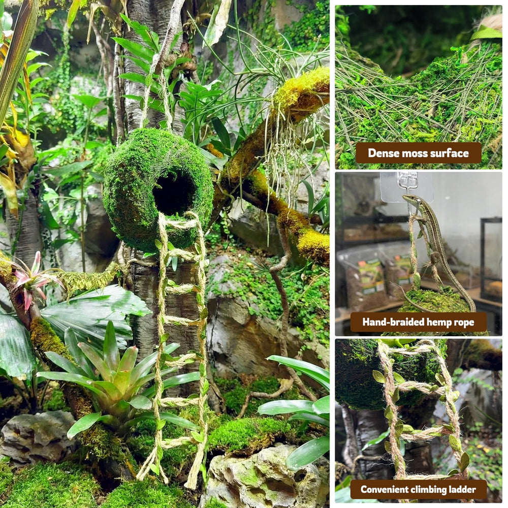 Funtinshdy decoración bioactivo transforma terrario en vegetación tropical.