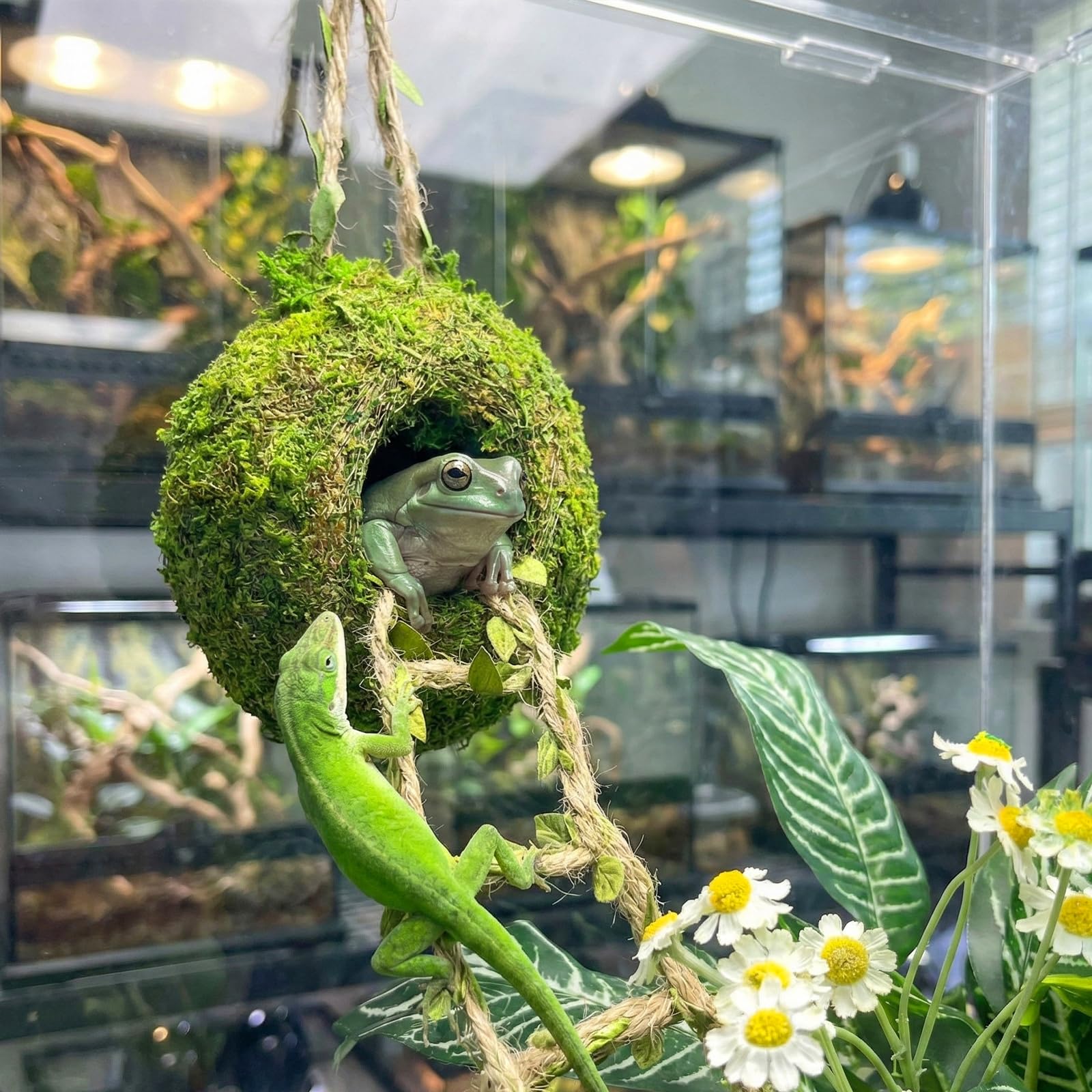 Funtinshdy enriquecimiento dinámico vivarium inspira exploración y juego.