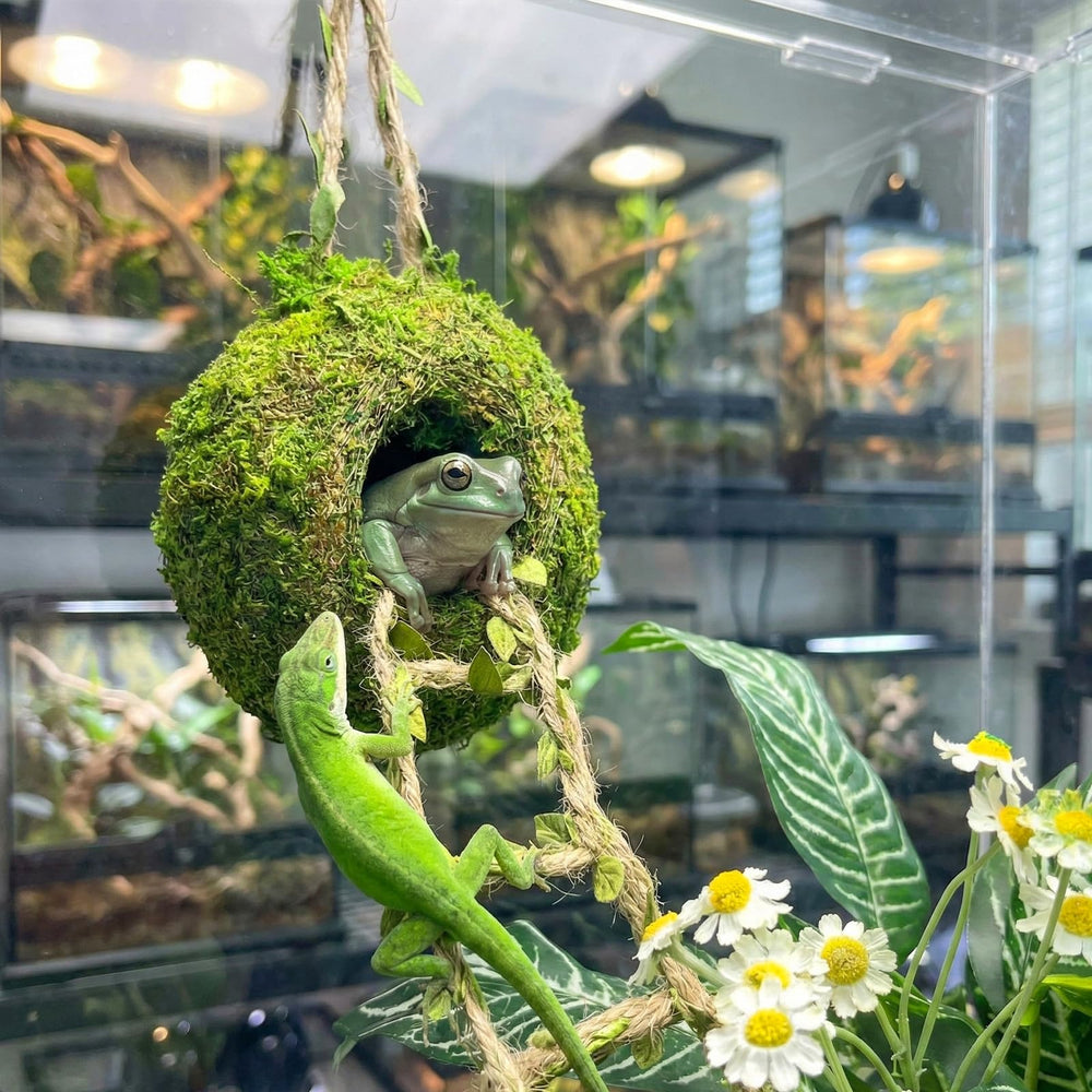 Funtinshdy enriquecimiento dinámico vivarium inspira exploración y juego.