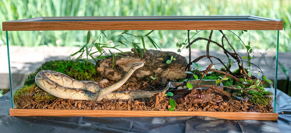 Galapagos Ciprés Tank Mulch: alta absorción para mantener la humedad del terrario