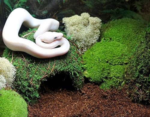 Galápagos Domo Musgo 90 grados: aprovecha espacio en el acuario