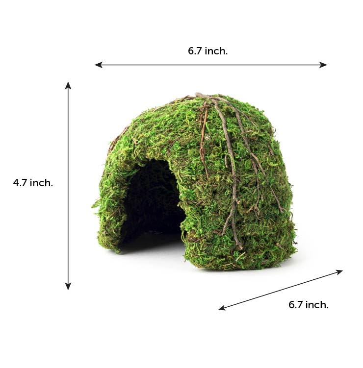 Galápagos Domo Musgo en entorno bosque para terrarios