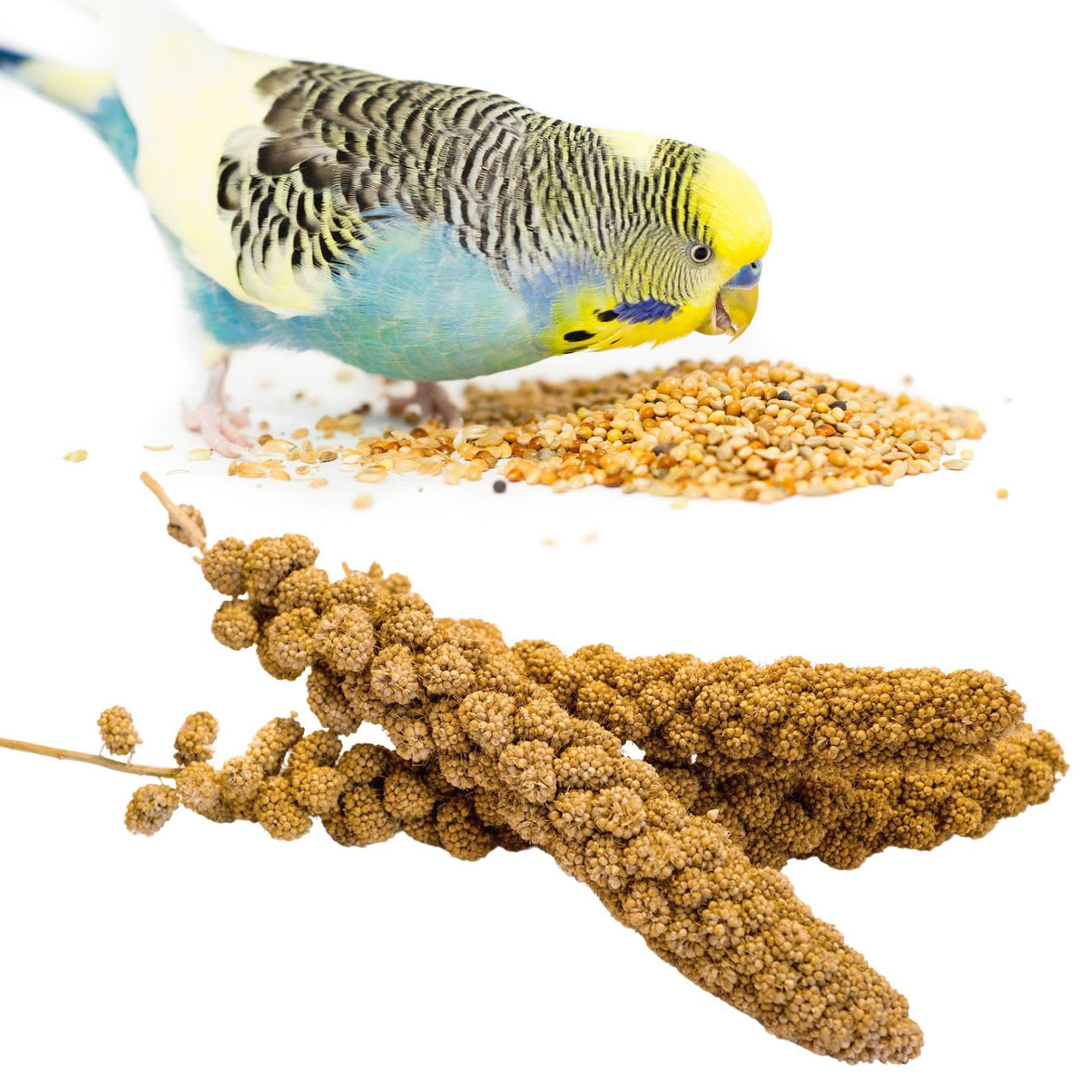 GANMHOILL mijo para pajaros, envase-vacio mantiene frescura para aves