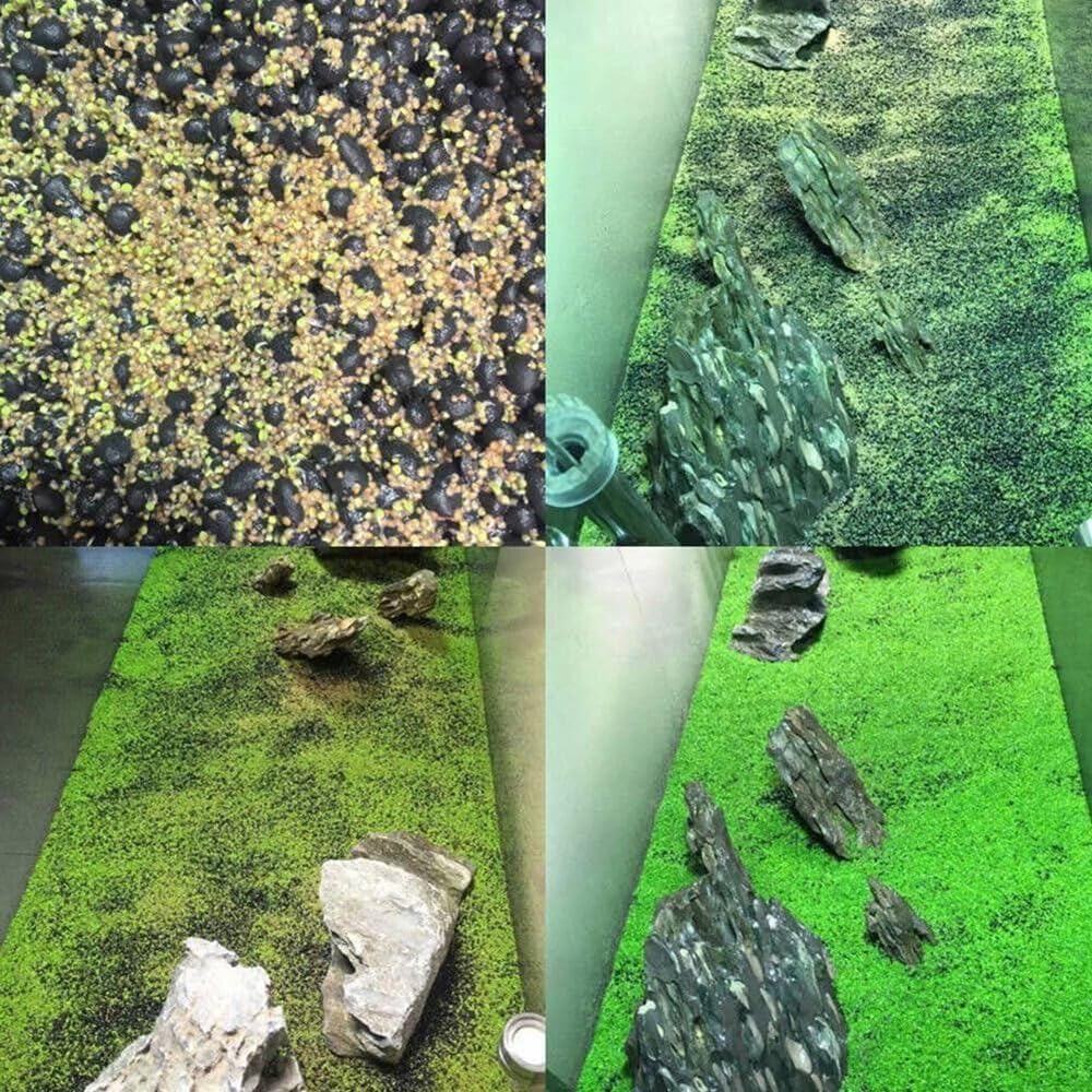 Generic Alfombra enana de hoja grande, segura y no tóxica para peces y plantas.