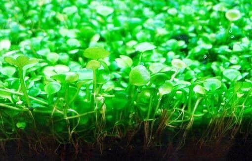 Generic Alfombra enana de hoja grande para acuario; ideal para jardines submarinos.