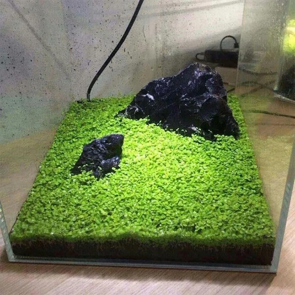 Generic Alfombra enana de hoja grande; mantiene la humedad del sustrato y favorece un ecosistema.