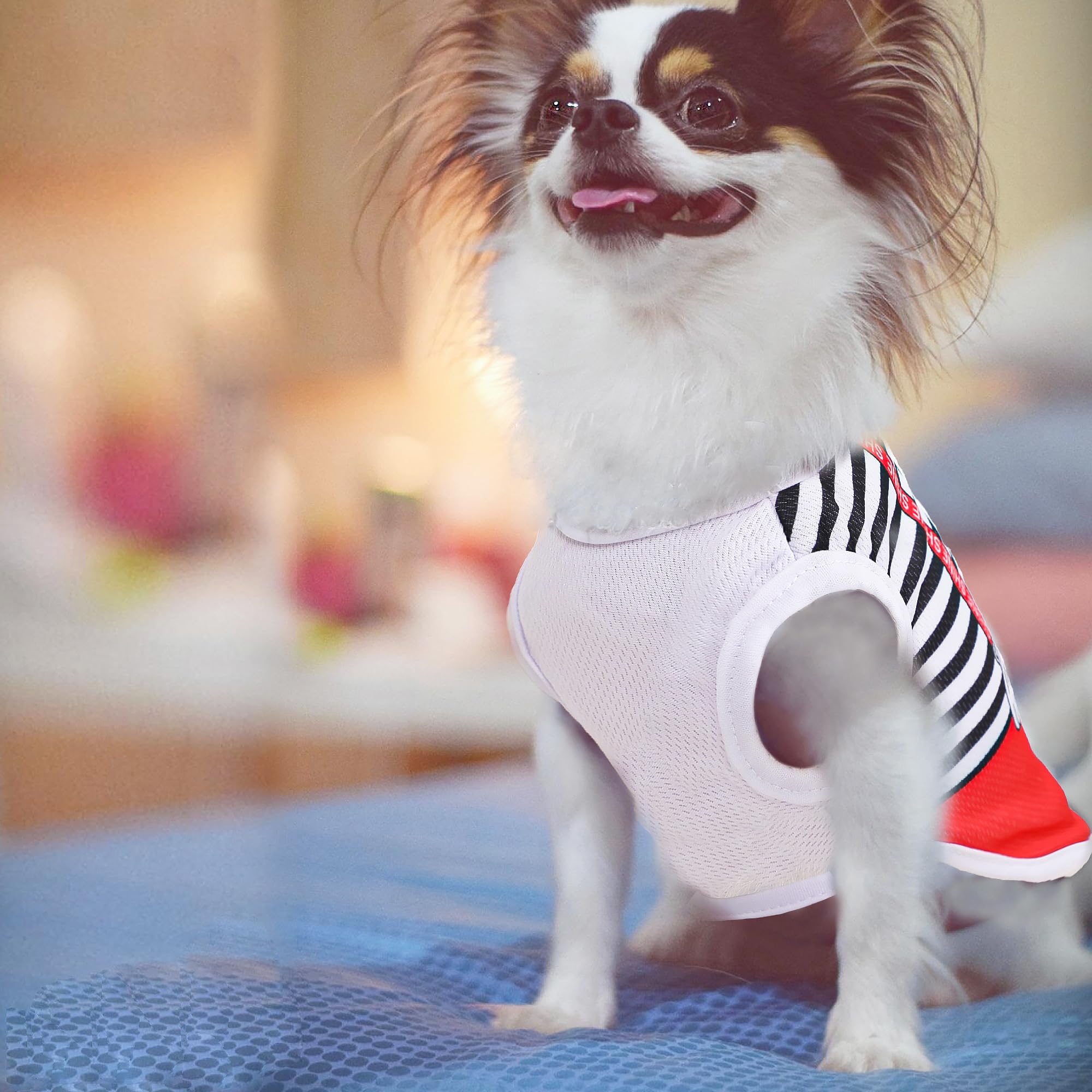 Fácil cuidado: lavado a máquina en frío para camiseta de malla de perro pequeño, Generic.