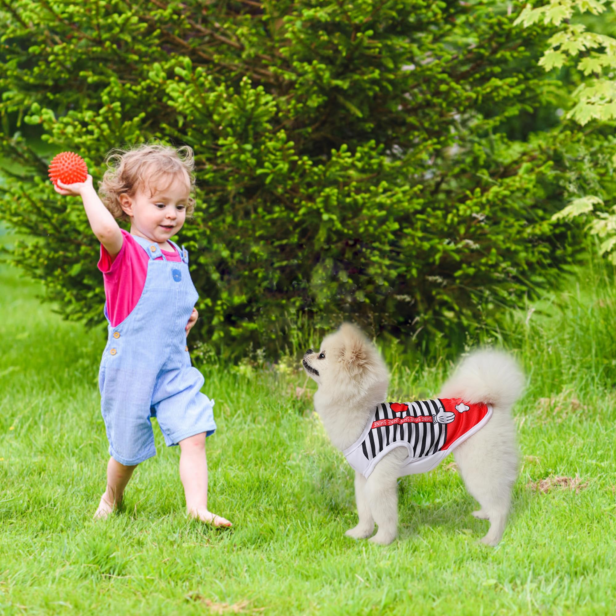 Diseño ligero y transpirable de malla para primavera/verano, para perro pequeño, Generic.