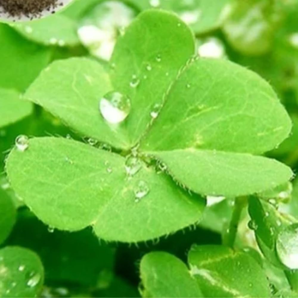 Genérico Lucky Grass mantenimiento mínimo, ideal para acuario y terrario.